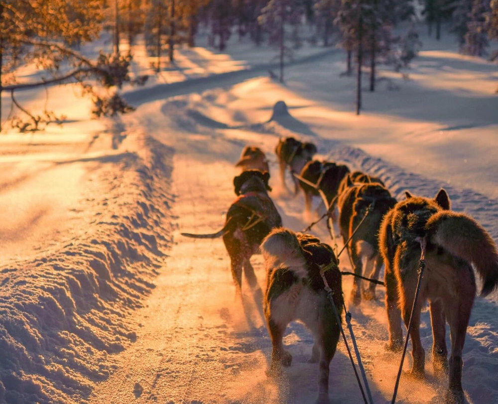 Hundspann i Idre fjäll vid Chillouthouse.