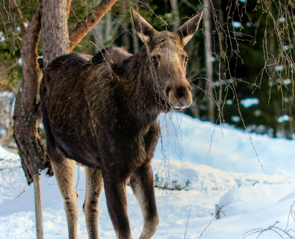 Älgsafari i Idre fjäll vid Chillouthouse.